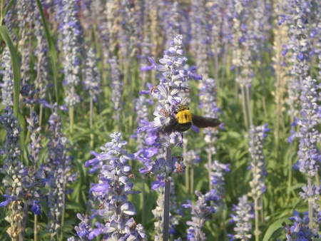 bee flying along beautiful purple flower