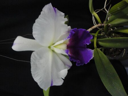 beautiful purple and white orchid cattleya flowerの写真素材