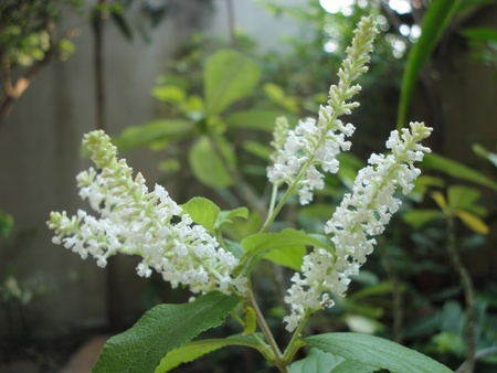 nice little white flower around with greenery leaf