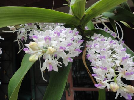 pink and white orchid from Thailandの写真素材