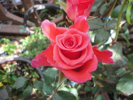 sweet rose for lovers on Valentine Dayの写真素材