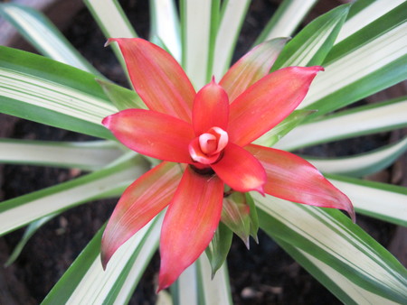 bromeliad  flowerの写真素材