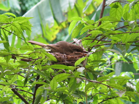 oriole bird on the nestの写真素材