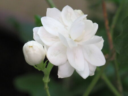 nice jasmine flowerの写真素材