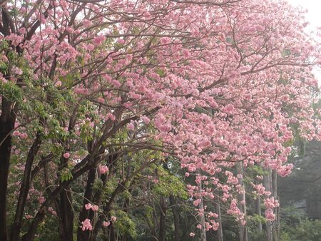 Pink Trumpet Tabebuia treeの写真素材