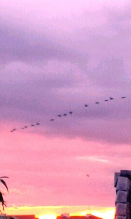 Birds fly in the skyの素材