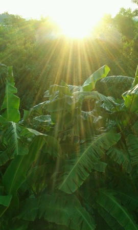 Banana tree in the sunlightの素材