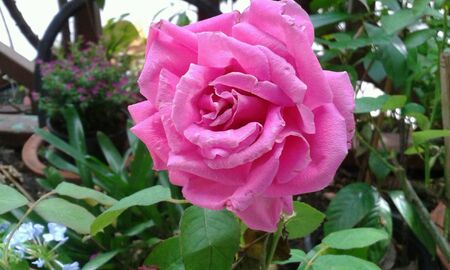 Pink roseの素材