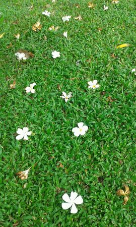 White flowers on green fieldの素材