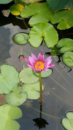 Pink lotus in the pondの素材