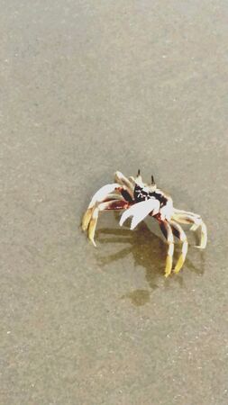 A crab on the seasandの素材