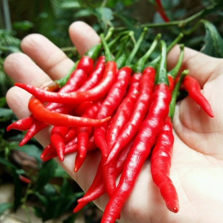 Red chilli on handの素材