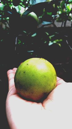 Green lemon on handの素材
