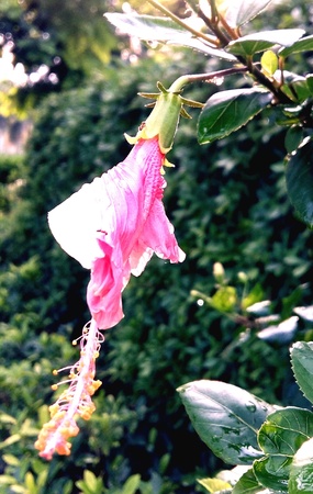 Flower with raindrop after the rain in the morningの素材