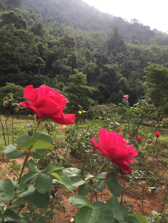 Two red roses in the green valleyの素材