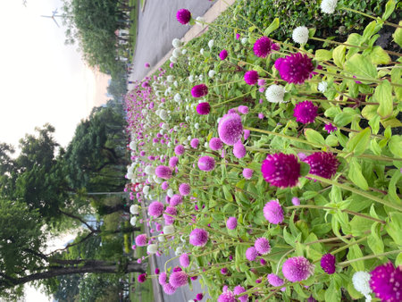 Globe amaranth or Gomphrena globosaの写真素材