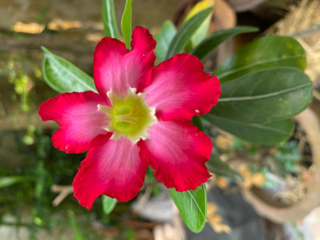 Desert Rose or Impala Lily or Mock Azalea flowerの写真素材