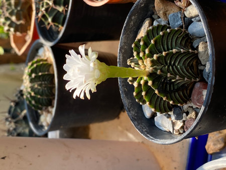 Cactus flower in the pot,cactus flower in the potの写真素材