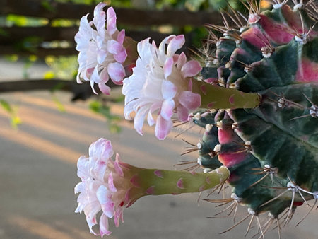Cactus with pink and white flowers in botanic garden, Thailand.の写真素材