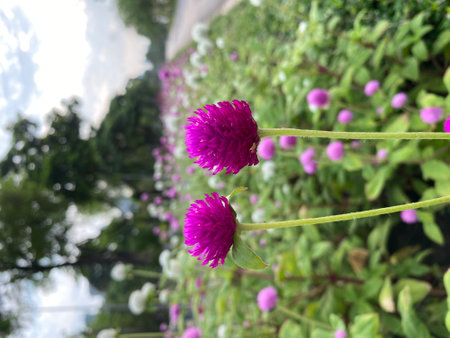 Globe amaranth or globe amaranth flowers in gardenの写真素材