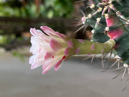 Cactus flower with pink petals and green leaves on a blurred backgroundの写真素材