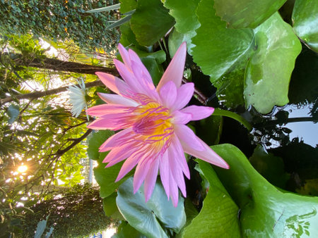 Pink lotus flower blooming in the pond in the garden.の写真素材