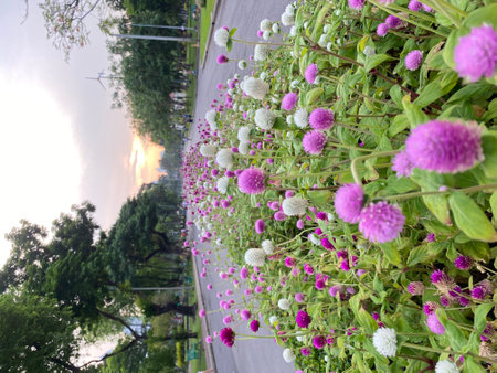 Globe Amaranth flowers blooming on the roadside in the morningの写真素材
