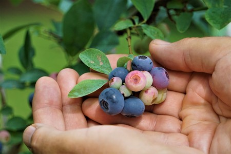 A bunch of blueberries in the male hands on the blueberry farm background, Spring in GA USA.の写真素材