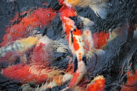 Colorful Japanese Koi Carps enjoy swimming in the pond with water ripple, Autumn in Hua Hin...