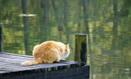 A stripe orange male cat with white neck sitting on the wooden dock of the pond with reflection enjoy watching and relaxing, Spring in GA USA.の写真素材