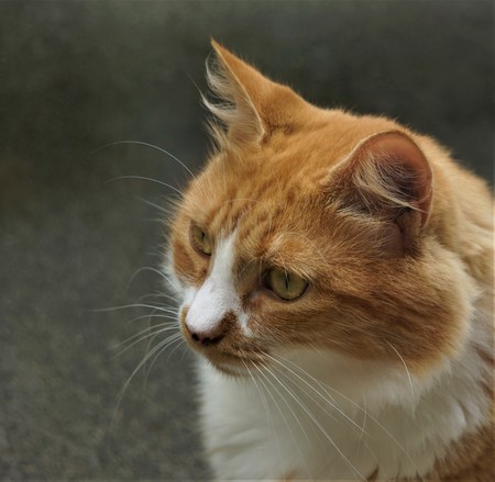 A light brown male cat with white neck sitting at the terrace of the house, Ga USAの写真素材