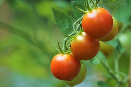 A bunch of Cherry Tomato both ripe and raw hanging on the vine ,soft garden background in the summertime GA USA.の写真素材