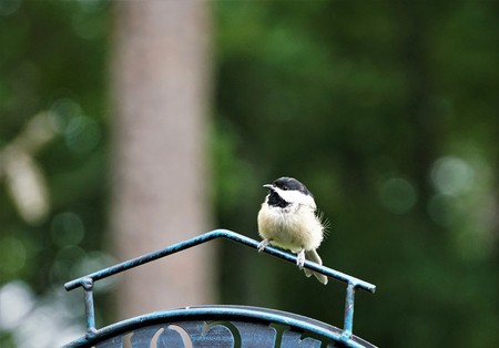 An adorable black capped chickadee (Poecile atricapillus) perching on the metal feeder stand enjoy watching and relaxing on the soft focus garden background, Summer in GA USA.の写真素材