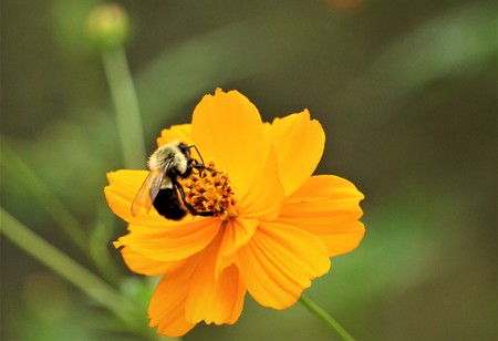 Close up bee is sipping the nectar from pollen of yellow cosmos flower on the blurry garden background, Autumn in Ga USA.の写真素材