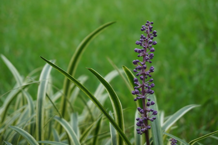 Liriope muscari or lily turf is a pretty purple flower blooming on the soft focus green grass background, GA USA.の写真素材