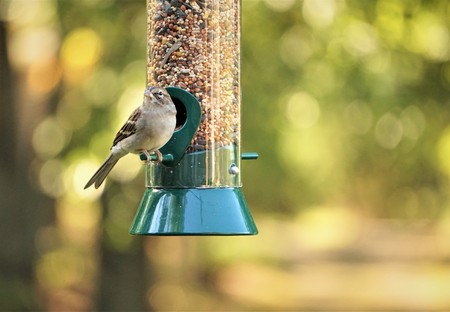 A single house sparrow (Passer Domesticus) perching on the bird feeder enjoy eating and watching in...