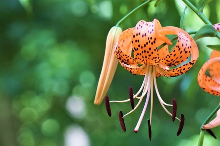 Closeup orange Tiger Lily (Lilium lancifolium) full blooming and the buds in the green garden background, Summer in GA USA.