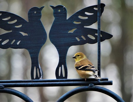 An American Goldfinch (Spinus tristis) perching on the bird feeder, Autumn in GA USA.の写真素材