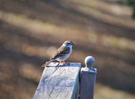 A single chipping sparrow (Spizella passerina) perching on the wooden fence enjoy watching and relaxing on the soft focus garden background, Spring in GA USA.の写真素材