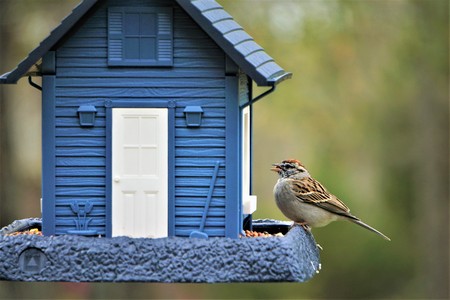 A single chipping sparrow (Spizella passerina) perching on blue feeder enjoy eating and relaxing on the soft focus garden background, Spring in GA USA.の写真素材