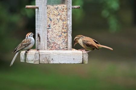 A pair of Carolina wren (Thryothorus ludovicianus)  and house sparrow ( Passer Domesticus ) perching...
