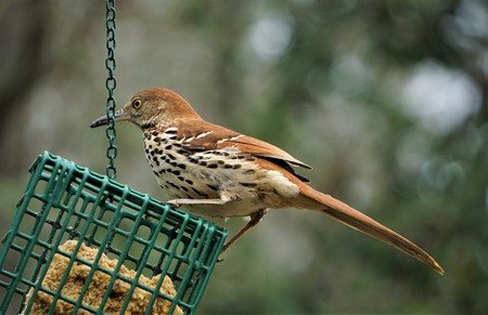 A Brown Thrasher (Toxostoma refum) perching on suet feeder enjoy eating and watching on the soft...