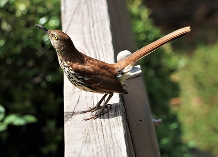A single Brown Thrasher (Toxostoma refum) perching on wooden fence enjoy watching and relaxing on...