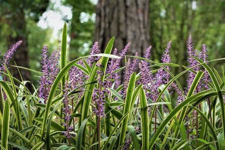 Liriope muscari or lily turf flower growing up in the garden on the background of green grass field , summer in Ga USAの写真素材