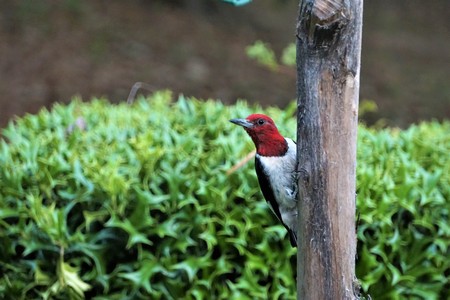 A single colorful Red-Headed woodpecker (Melanerpes erythrocephalus) perching on the green suet feeder enjoys eating food and resting on a sunny day in the garden backgroundの写真素材