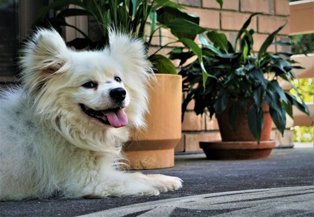 An adorable white Maltipom ( Maltese and Pomeranian crossing ) is laying on the floorの写真素材