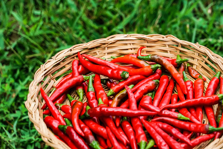 Red hot Thai chilies or peppers in the bamboo basket on  the garden background, Summer in GA USA.の写真素材