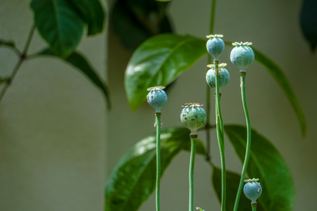 Closeup opium poppy (Papaver somniferum) growing in the botanical garden, Spring in DC USA.の写真素材