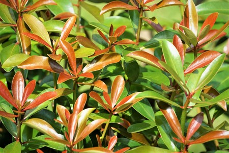 Young leaves growing from the bush background texture, Summer in GA USA.