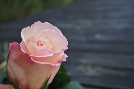 Closed up a pink rose, isolated on the wooden dock background ,Ga USAの写真素材